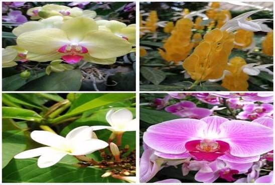 皇冠国际体育app(中国)官方网站-CROWN Sports