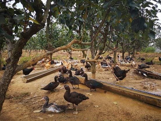 皇冠国际体育app(中国)官方网站-CROWN Sports